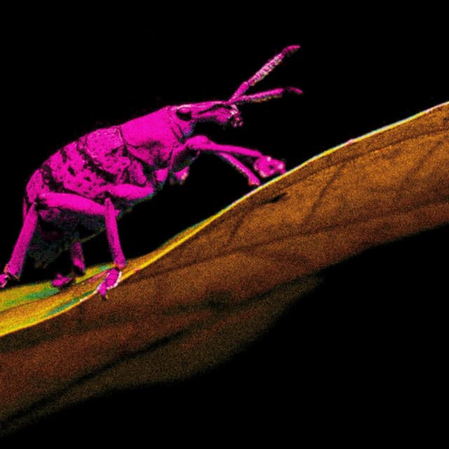 Bugs But With Shy High